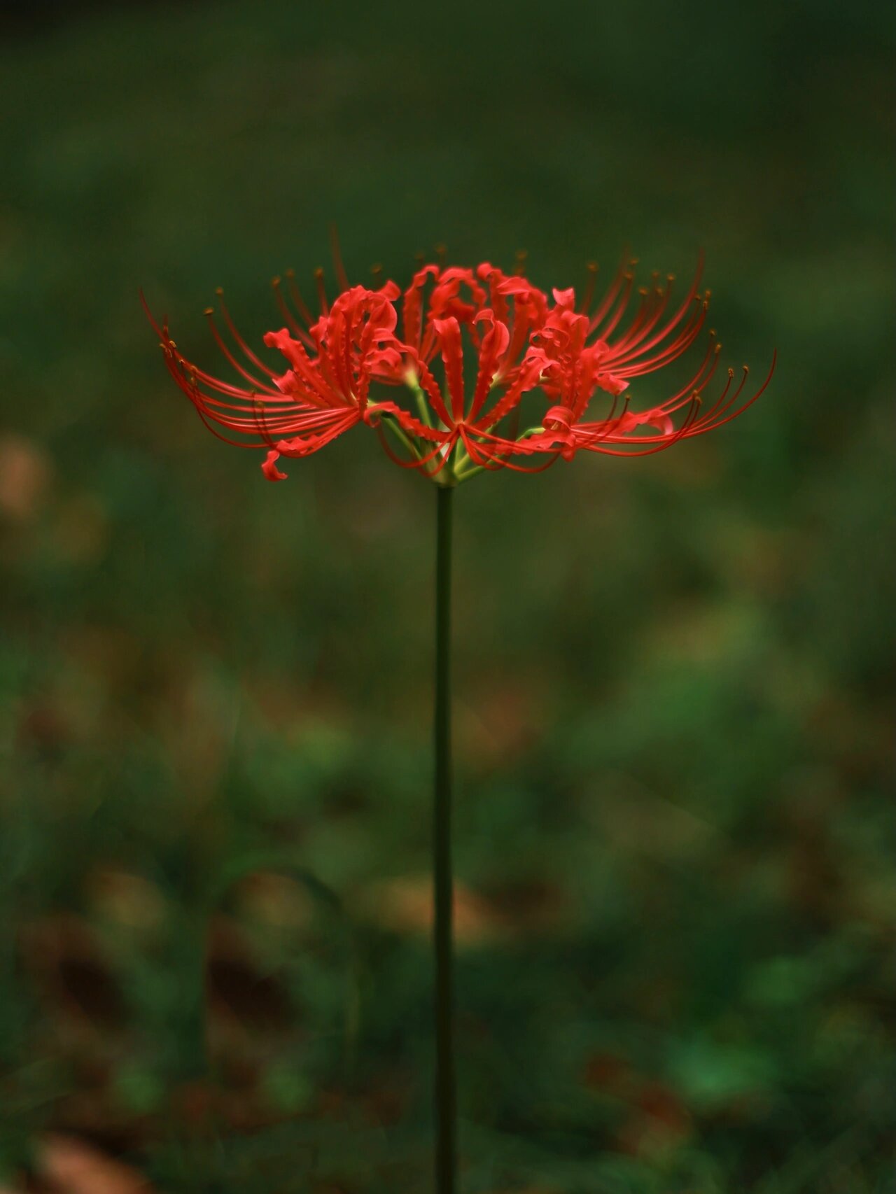 合肥拍照地|彼岸花 黄泉路上唯一的风景