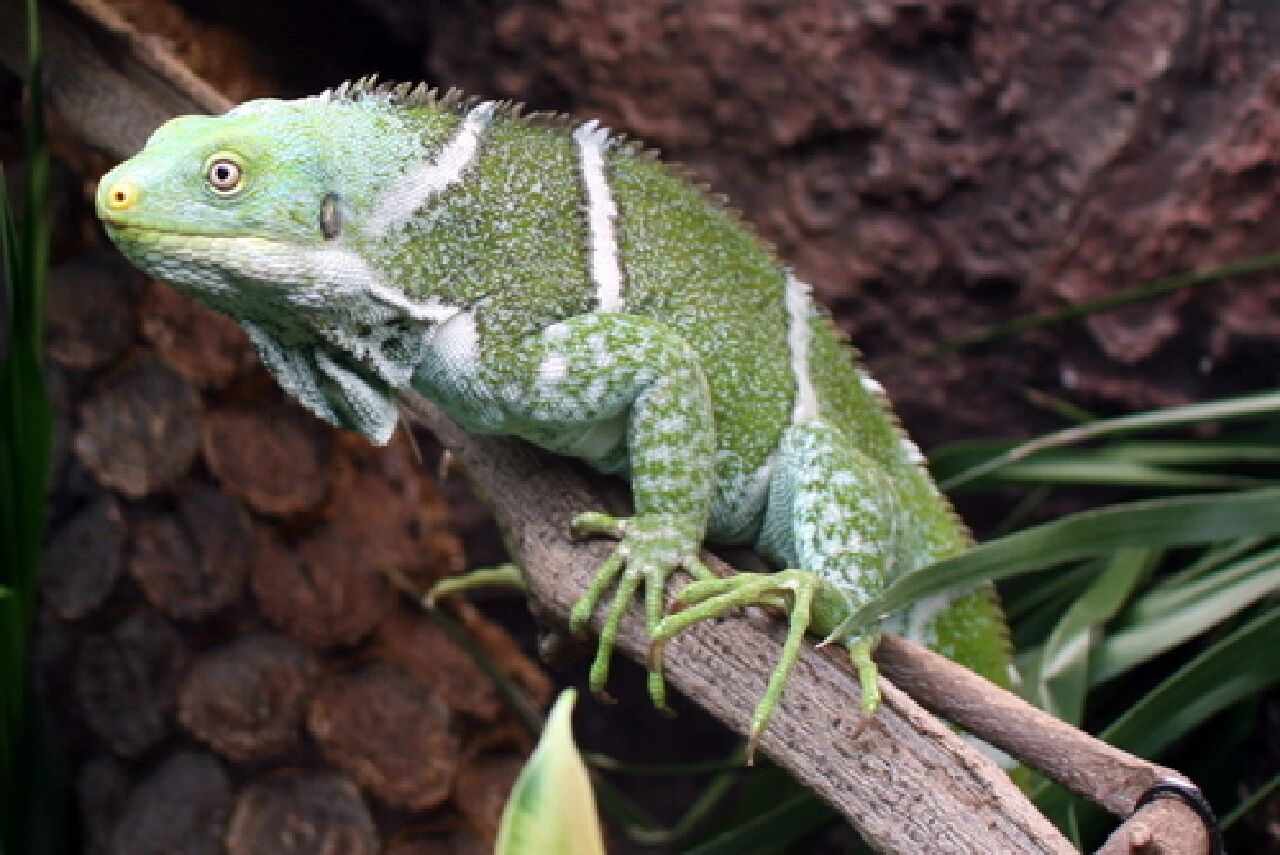 博物 | 斐济鬣蜥 爬行纲-有鳞目-蜥蜴亚目-美洲鬣蜥科-低冠蜥属