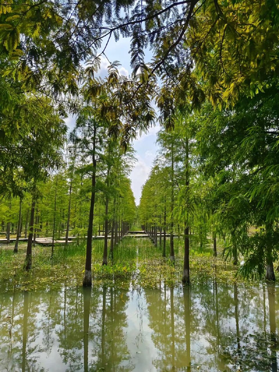 江苏之旅·泗洪站 洪泽湖湿地景区 景区位置:江苏省宿迁市泗洪县景区