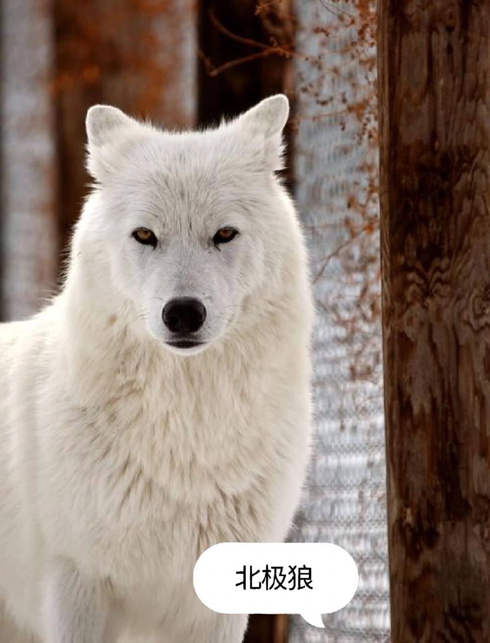 来看看不同品种的狼