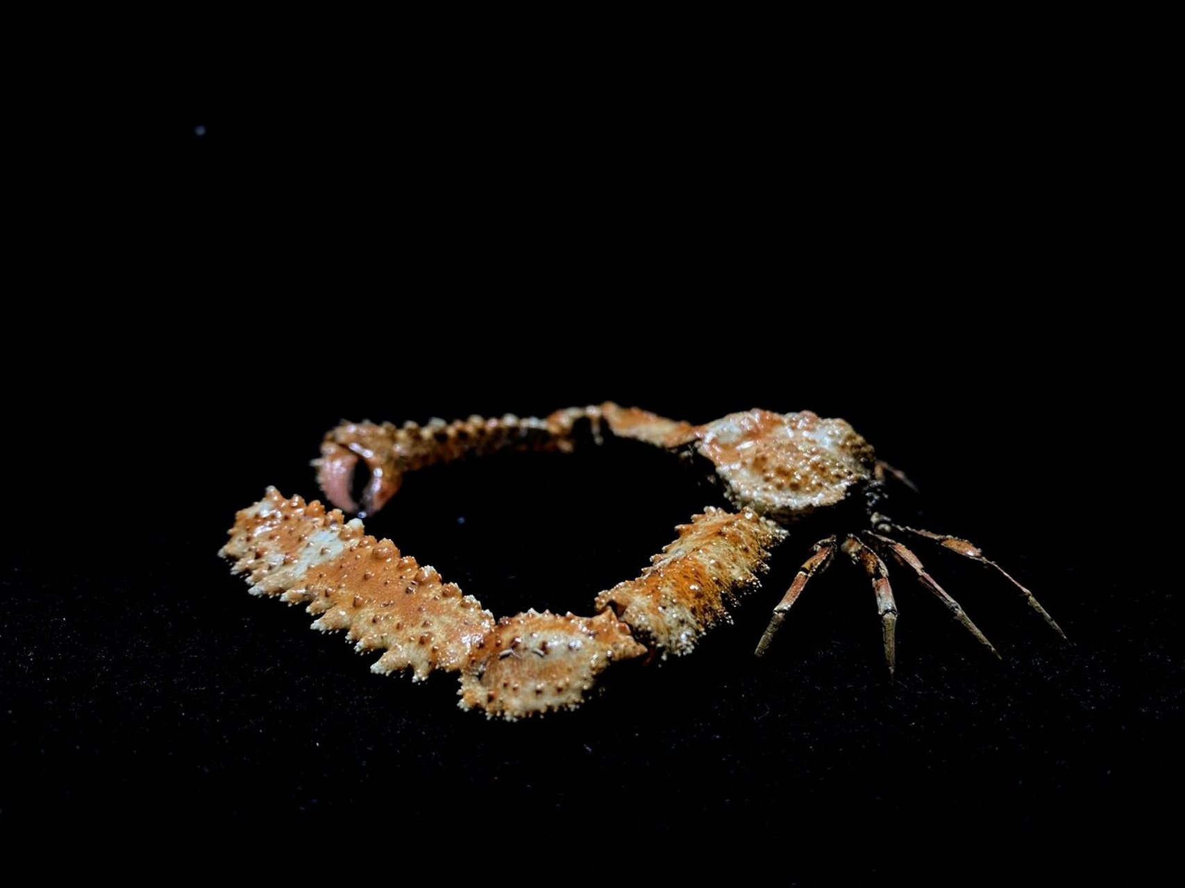 标本欣赏 强装武装紧握蟹 强壮紧握蟹是菱蟹科的一种,也被称为"千人捏