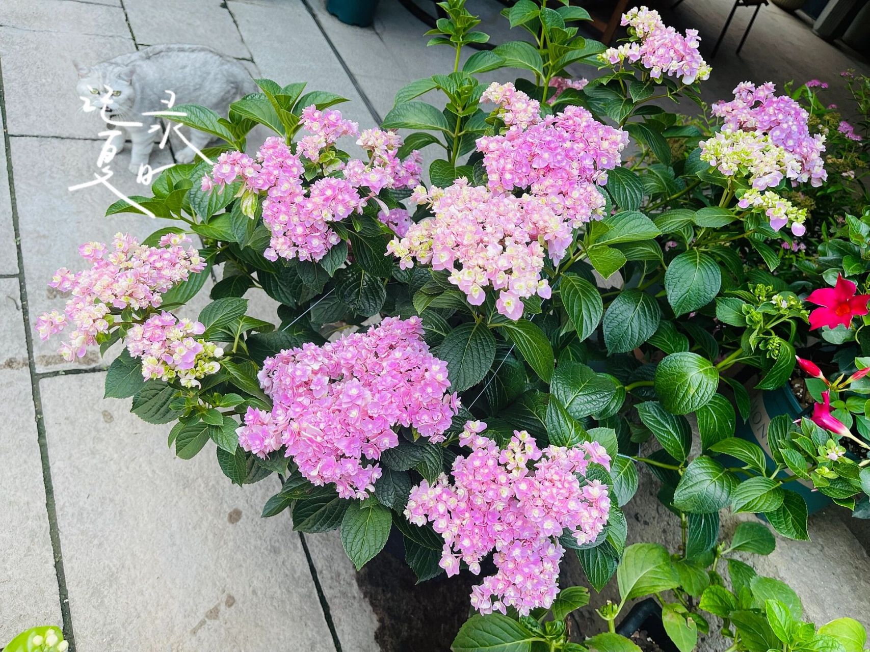 绣球——你我的惊喜 花头大且直立性强 实现绣球花鲜切自由