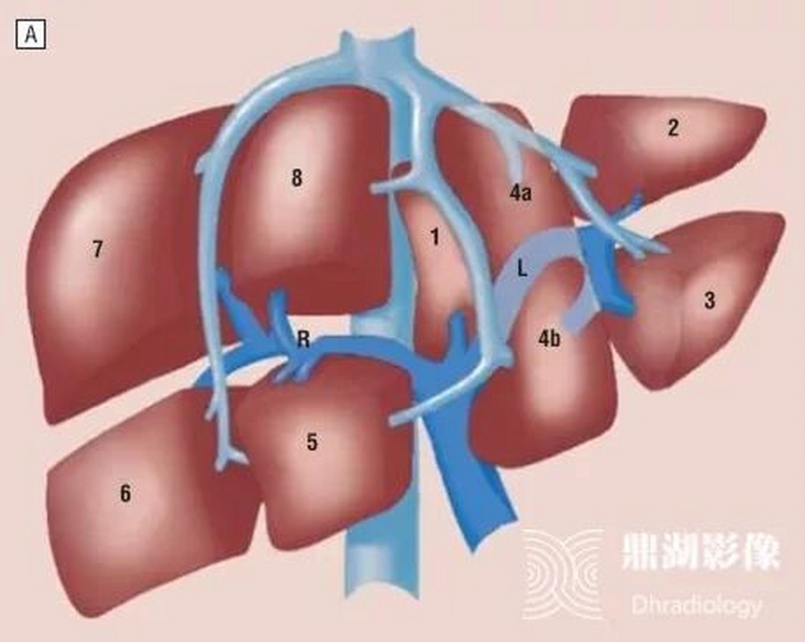 一张图学知识点:肝脏couinaud解剖分段 该方法是根据glisson系统的