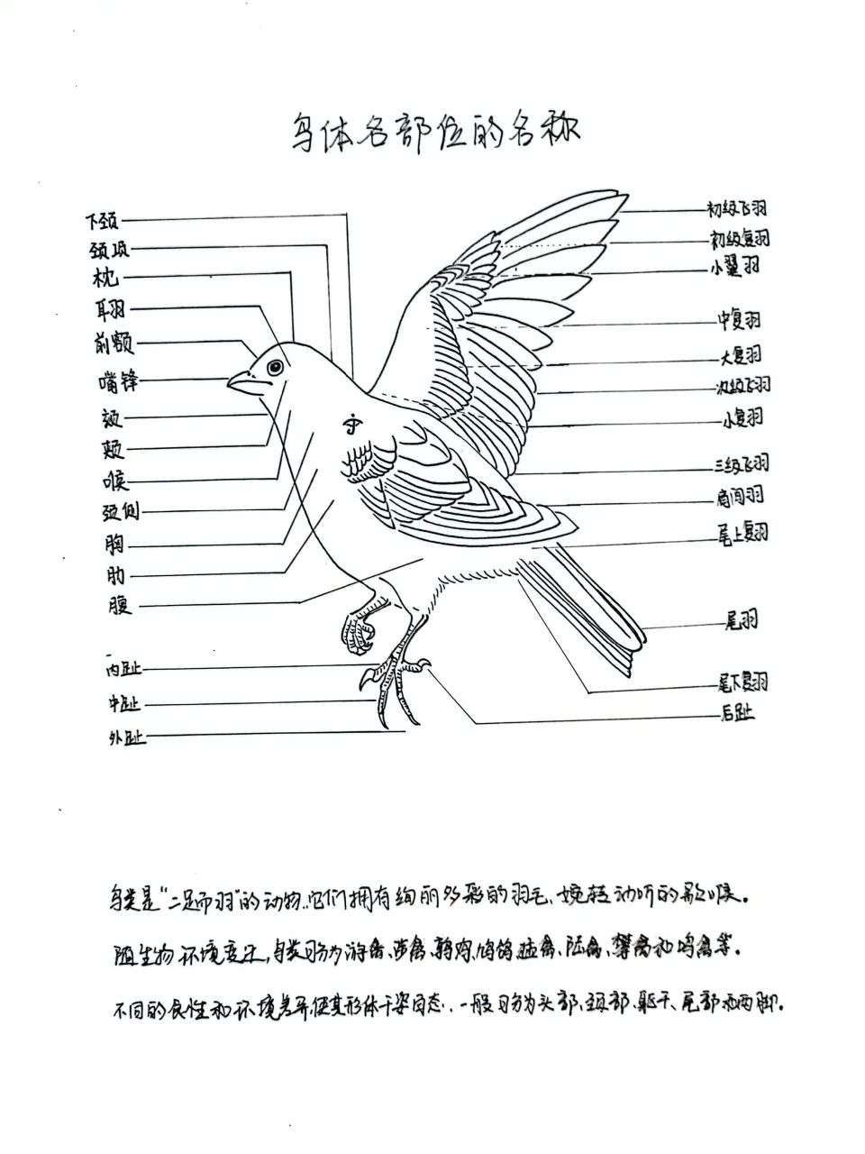 鸟的身体结构名称图图片