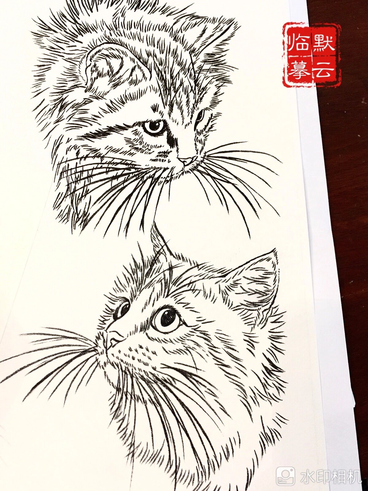 工笔白描临摹之猫