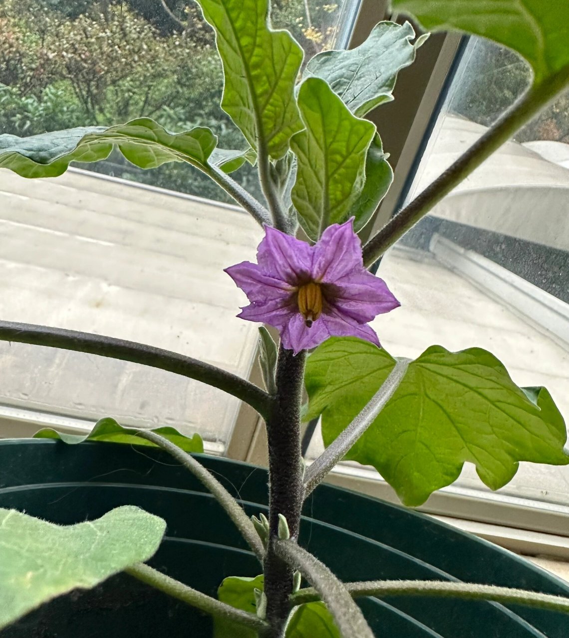 长知识了原来茄子的花也是紫色的 第一次见到茄子花惊艳到了,好漂亮像