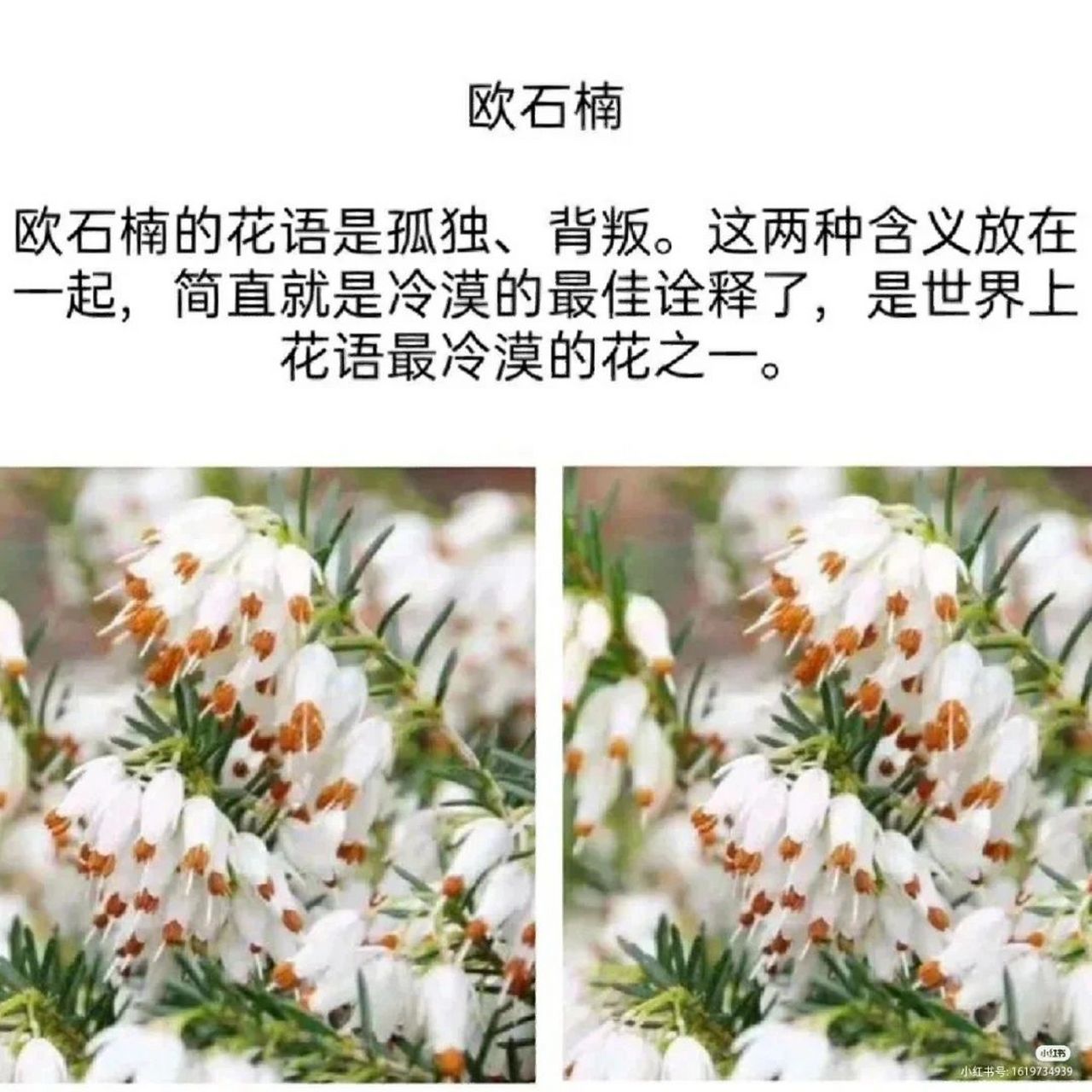 世界上的花 冷漠图片