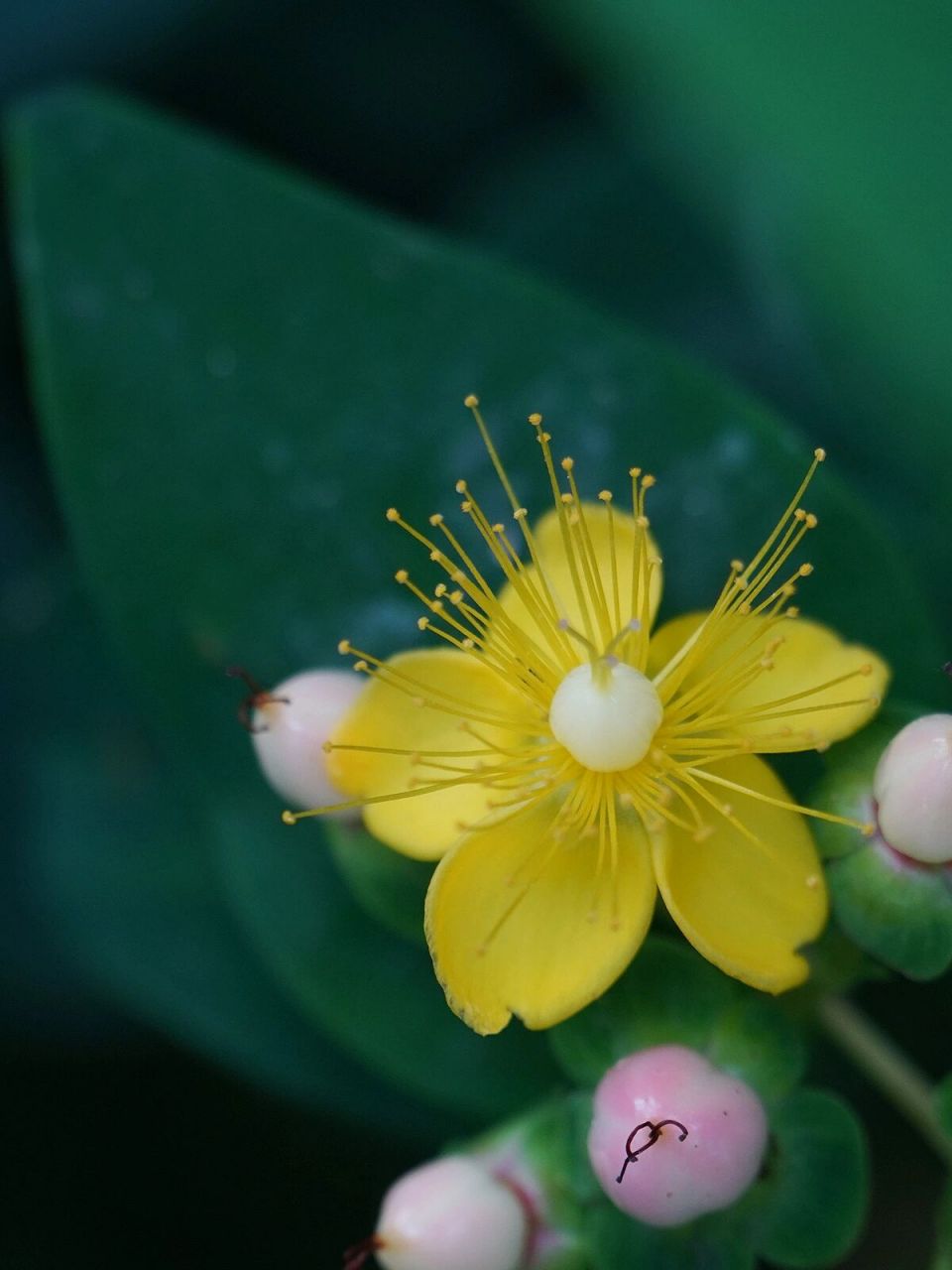 来看6月最漂亮的花  金丝桃 金丝桃爆花了 	 金丝桃(拉丁学名