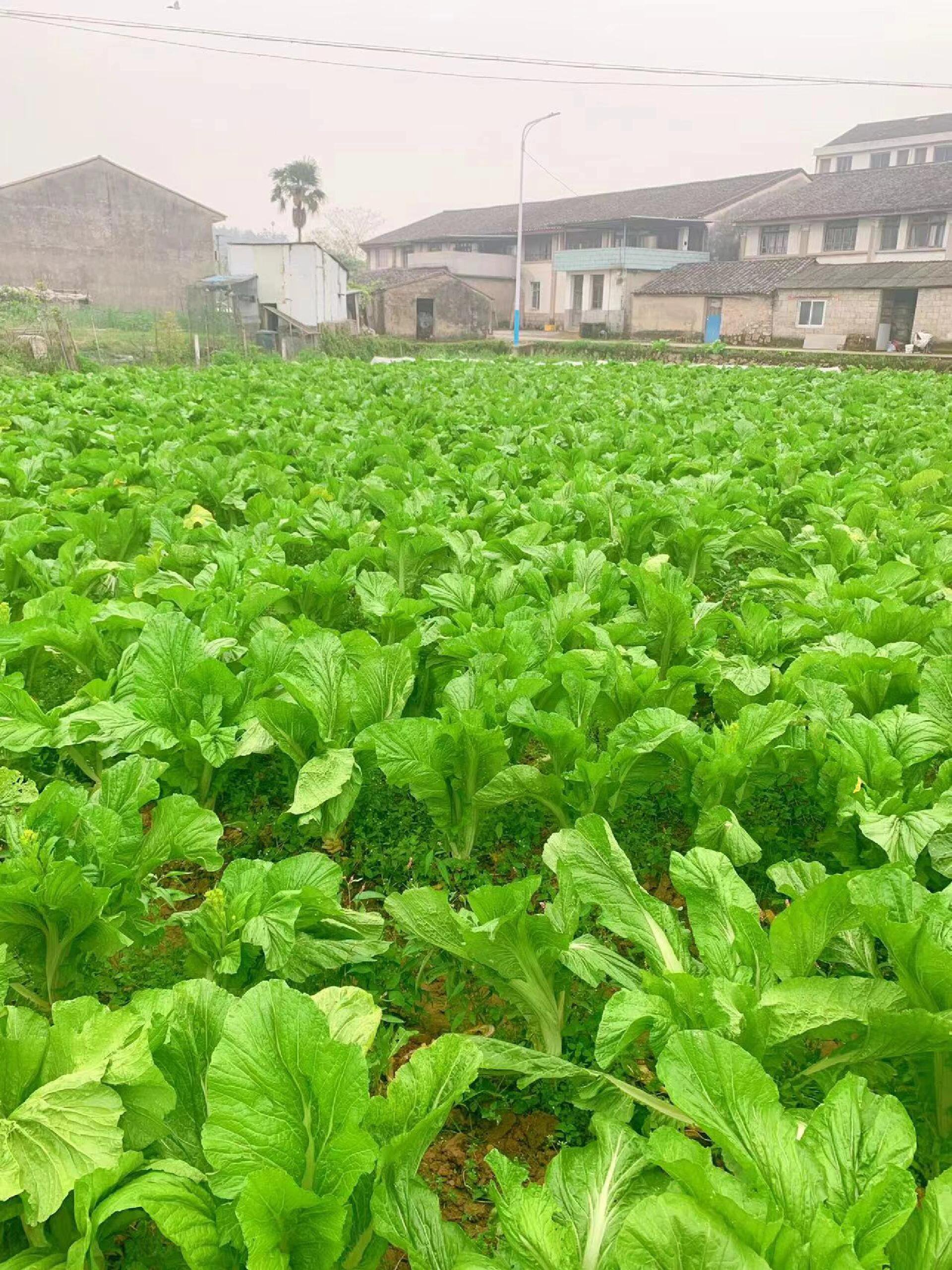 梅干菜浙江,江西抚州等等地称"梅干菜",广东梅州称"梅菜干".