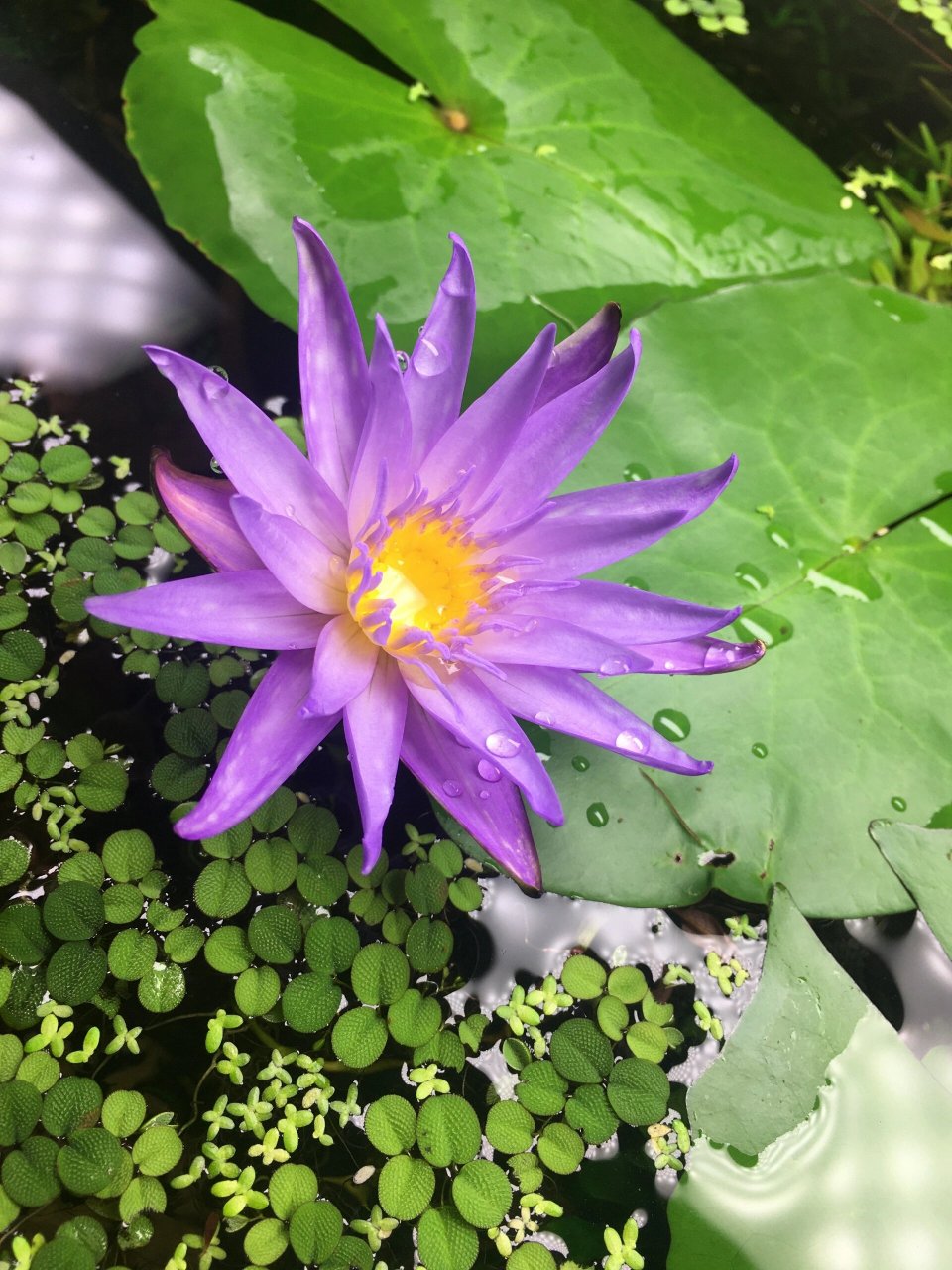 红虎斑睡莲 十几年水族经验,各种水草和观赏鱼 水草造景鱼缸装饰水下