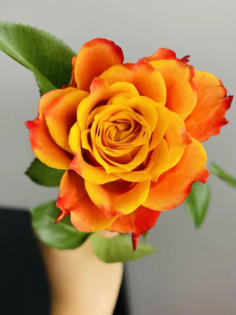 材之第9天 火焰玫瑰/单头玫瑰 	 花语:火焰玫瑰花语寓意着激情与憧憬