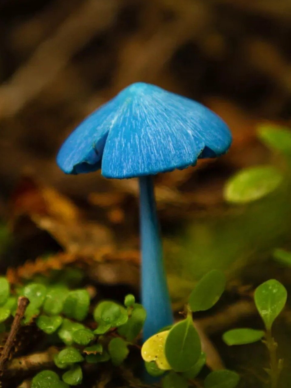 霍氏粉褶菌图片