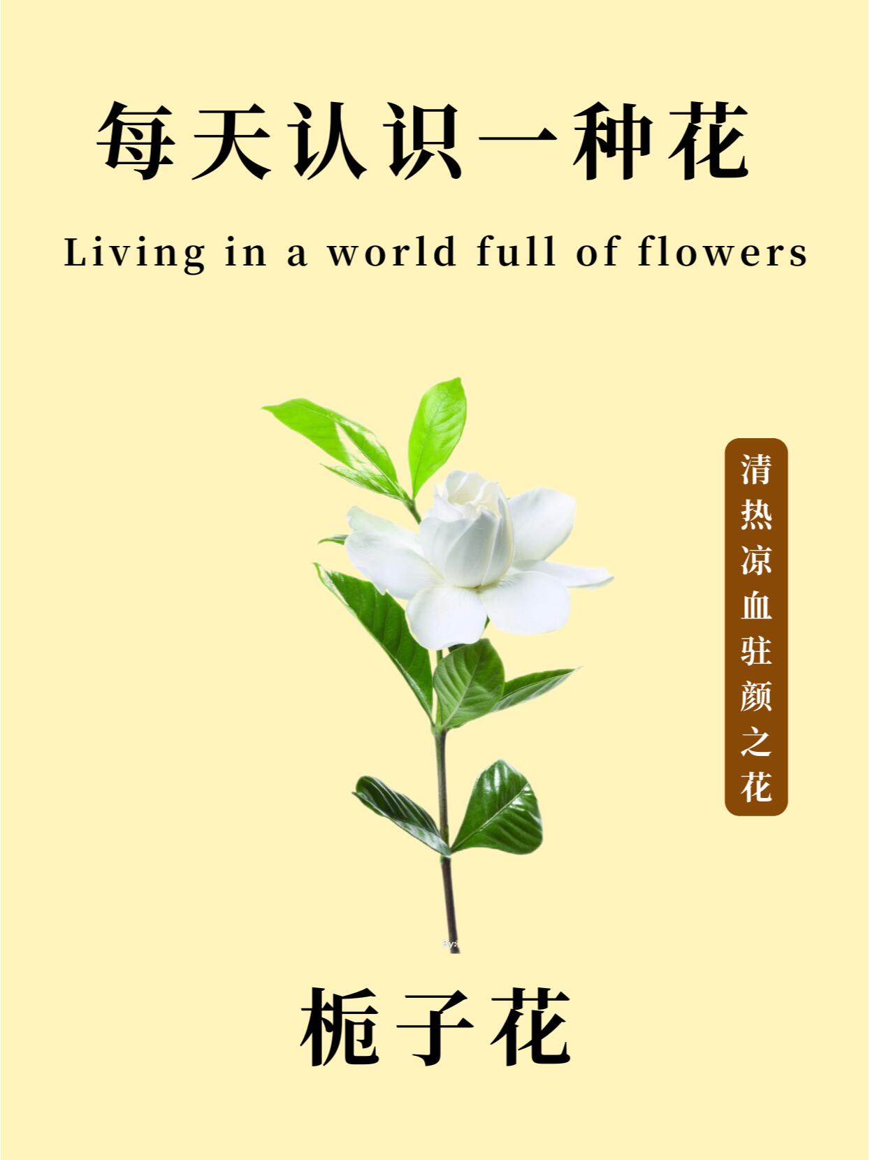 每天认识一种花 | 栀子花 栀子花61清热凉血驻颜之花 	 花种简介