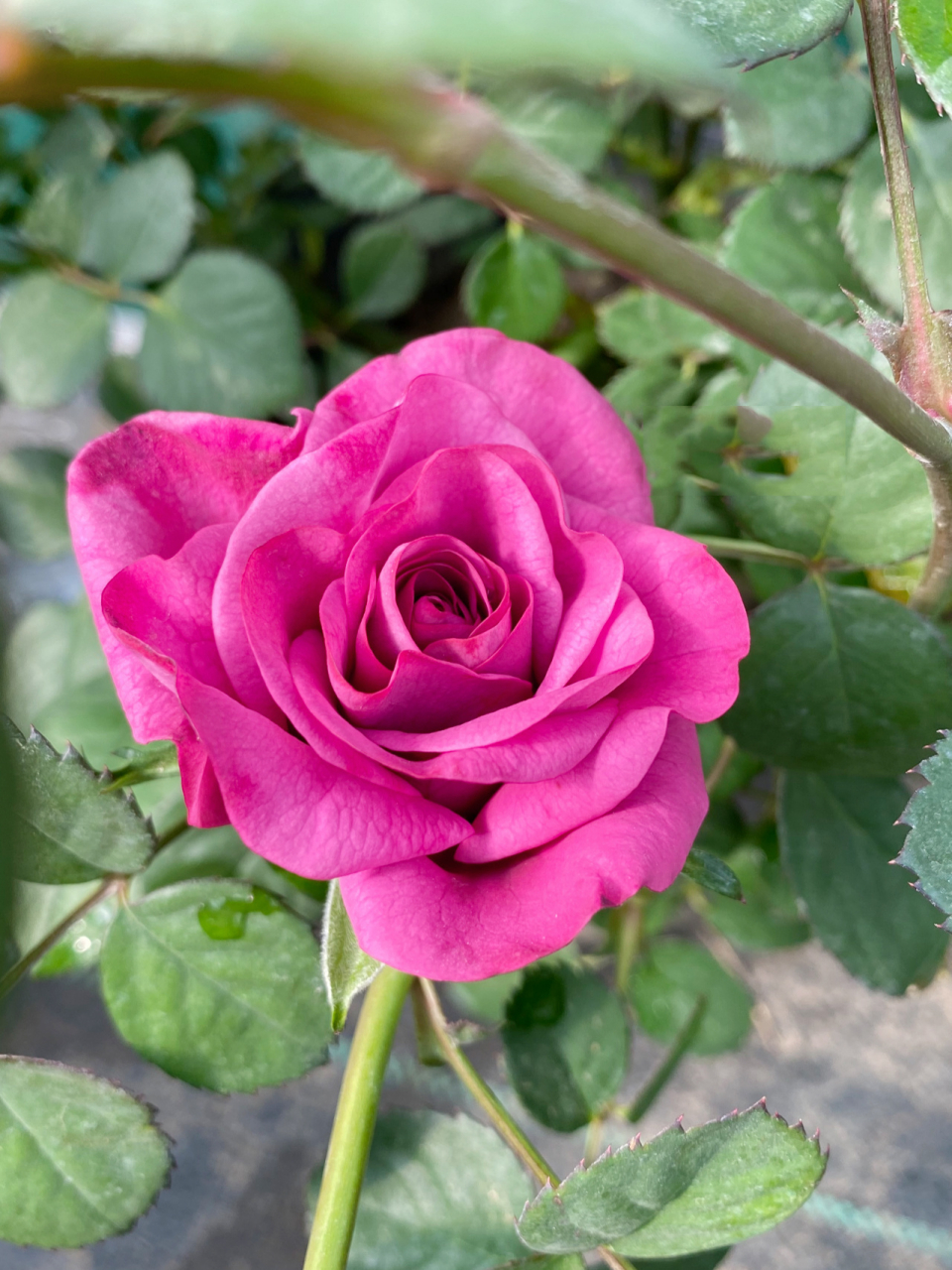 冥王星灌木玫瑰月季 冥王星阳台月季也是荷兰de ruiter培育的阳台系列