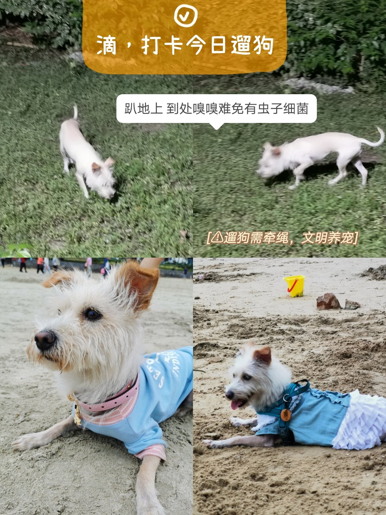 狗狗体外驱虫合集—进口vs国产,低价vs高价