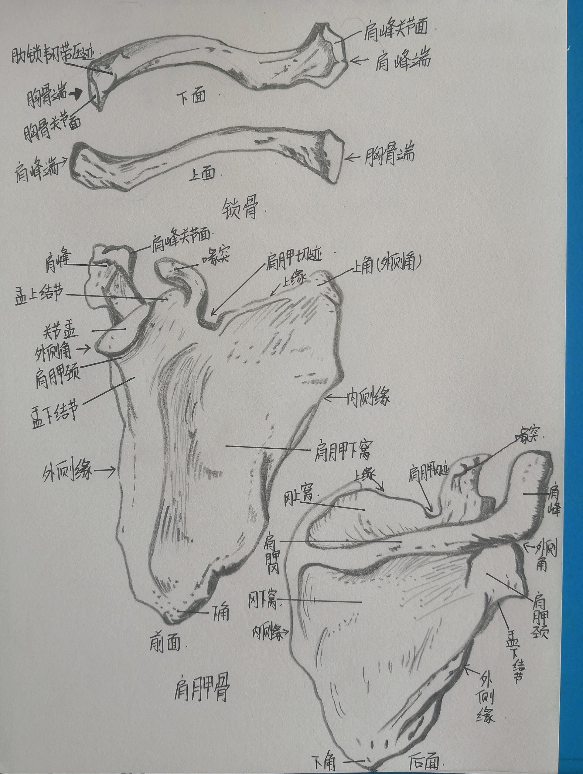 19 锁骨及肩胛骨