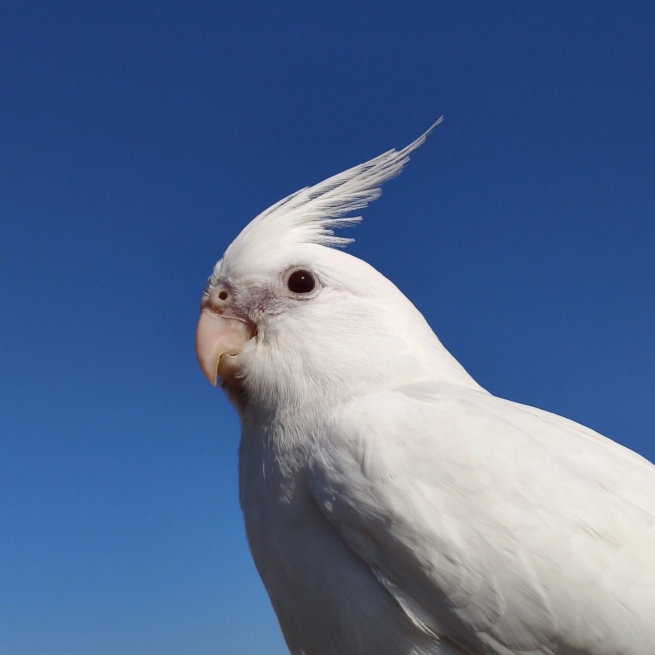 白银丝鹦鹉图片