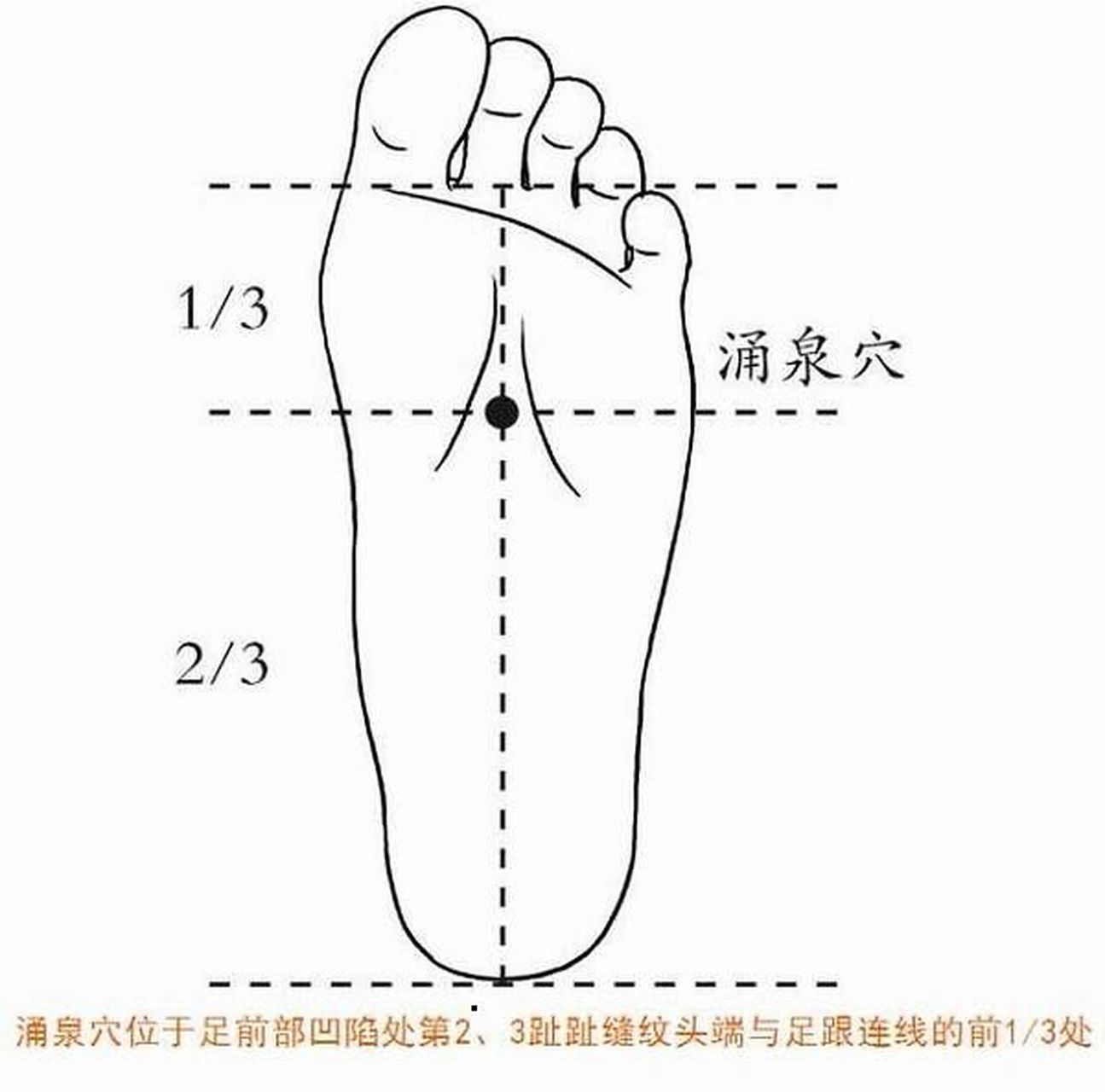 穴位介绍--涌泉穴 1.所属经络:足少阴肾经 2.
