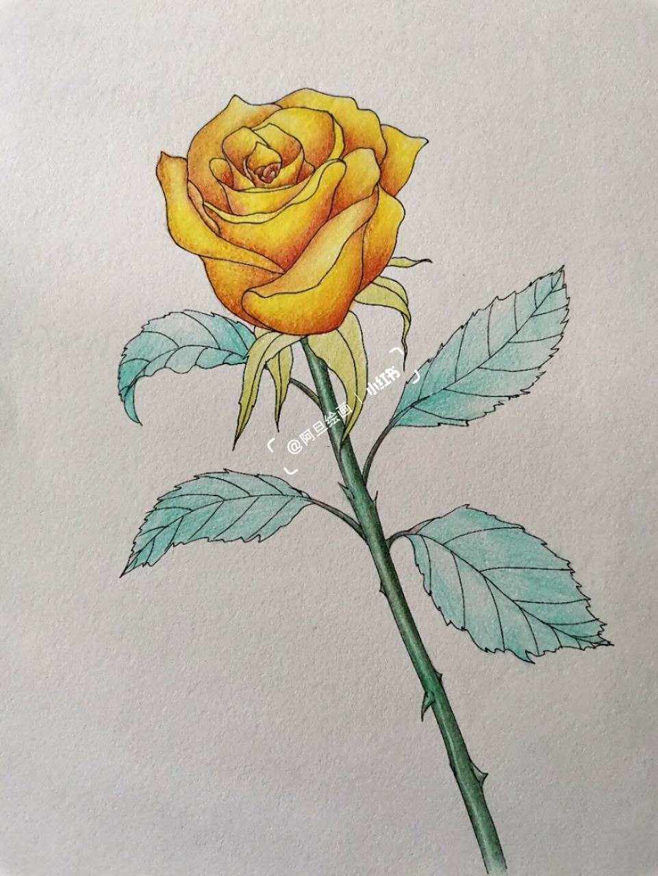 彩铅画月季花 作画工具: ----博格利诺素描本 ----针管笔0.