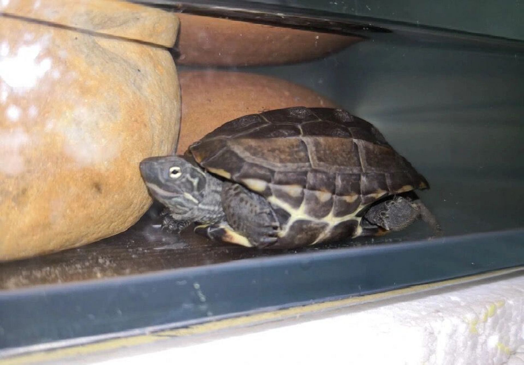 草龟(关于安徽草龟与湖北草龟)           关于安徽草龟和湖北草龟 一