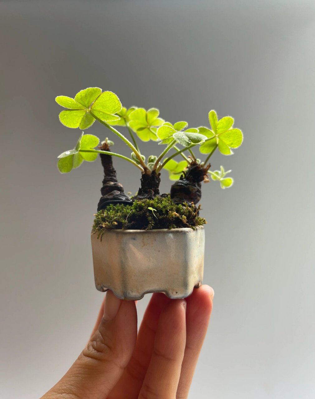 自制之间微盆景老桩幸运草三叶草 把玩于指尖的生命力