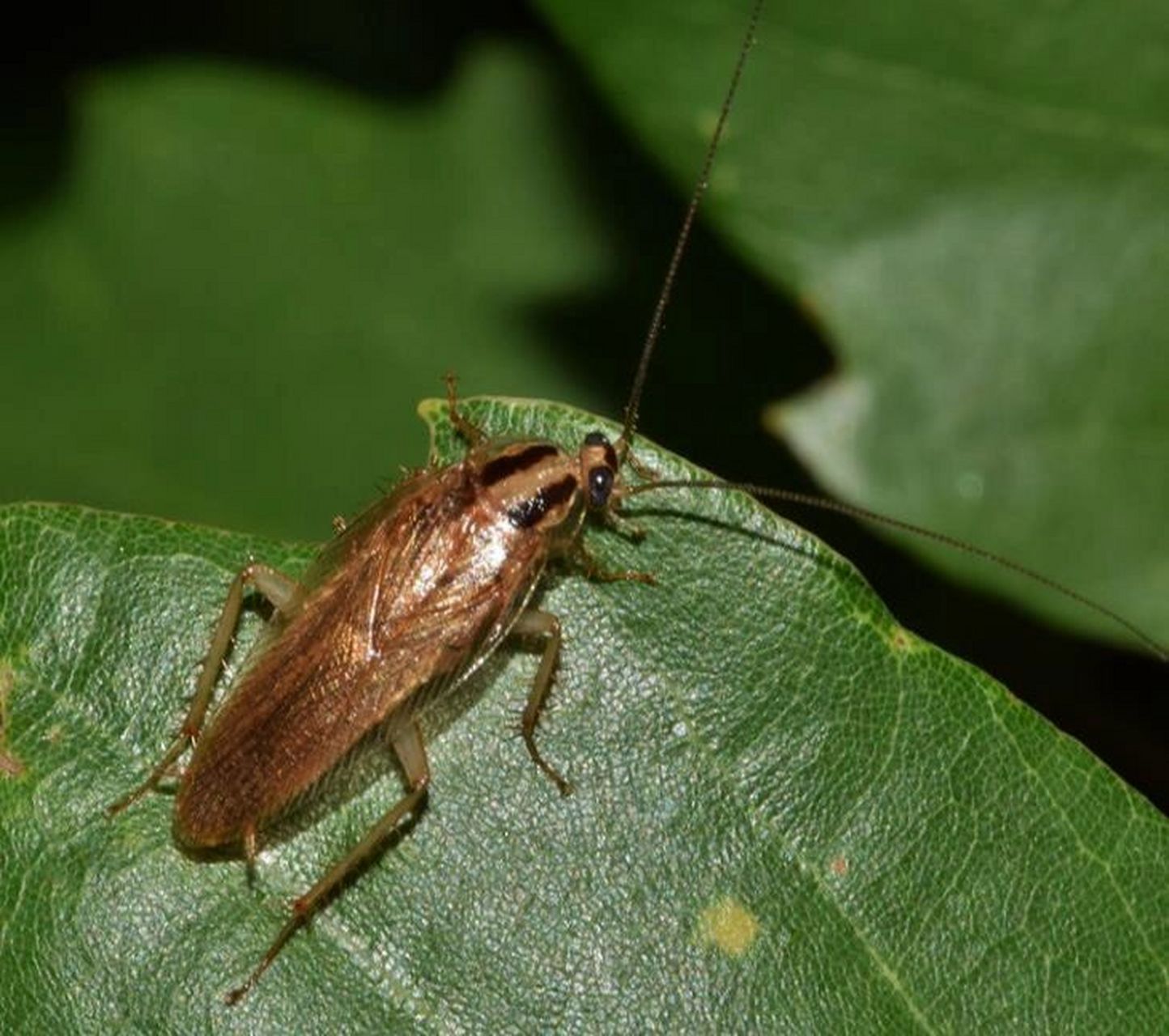 小蟑螂德国小蠊怎么消灭最彻底 小蟑螂就是德国小蠊,它们是蟑螂种类中