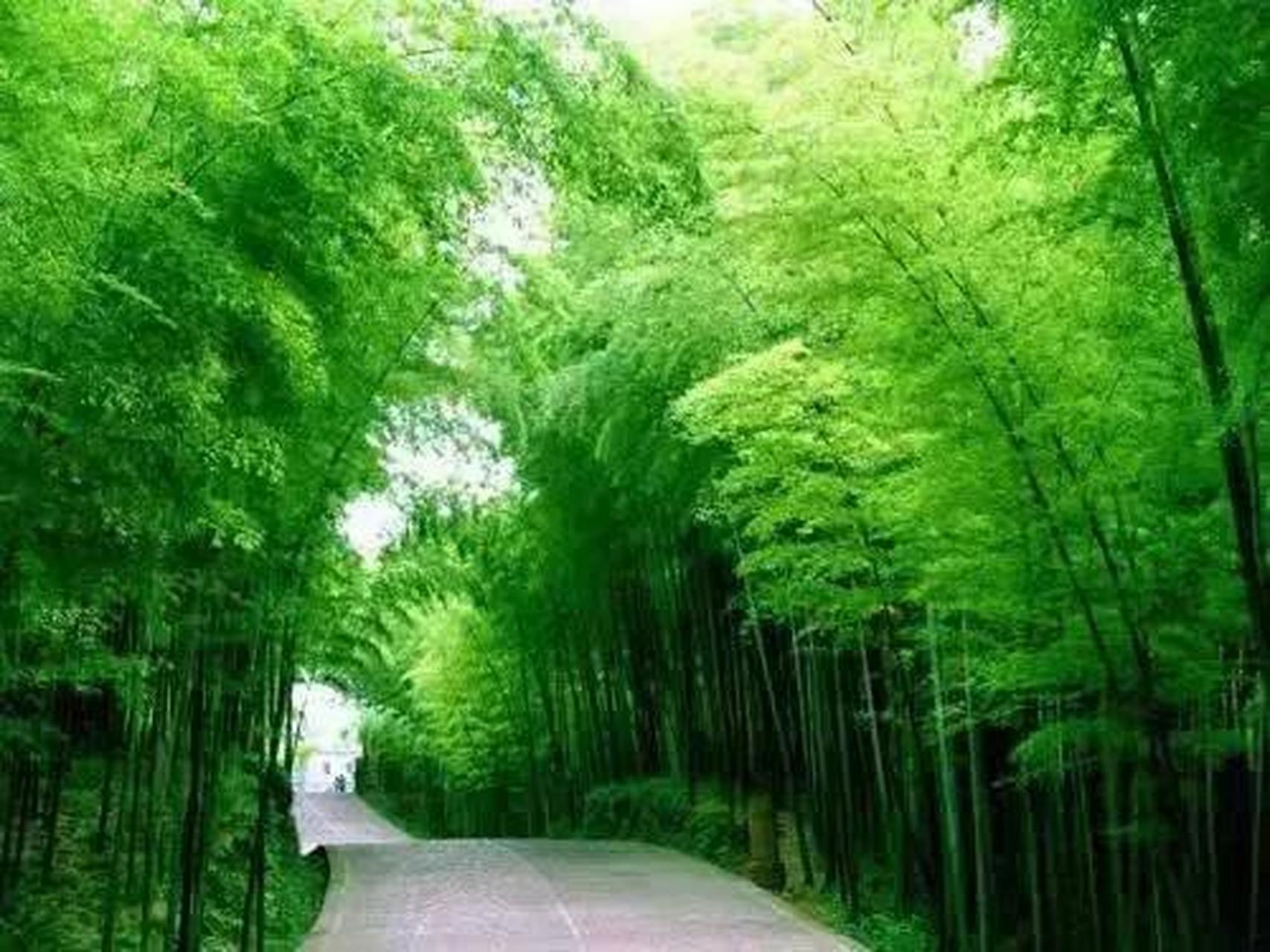 肇庆头条 【肇庆|广宁竹海大观】避暑康养圣地,洗涤心肺!