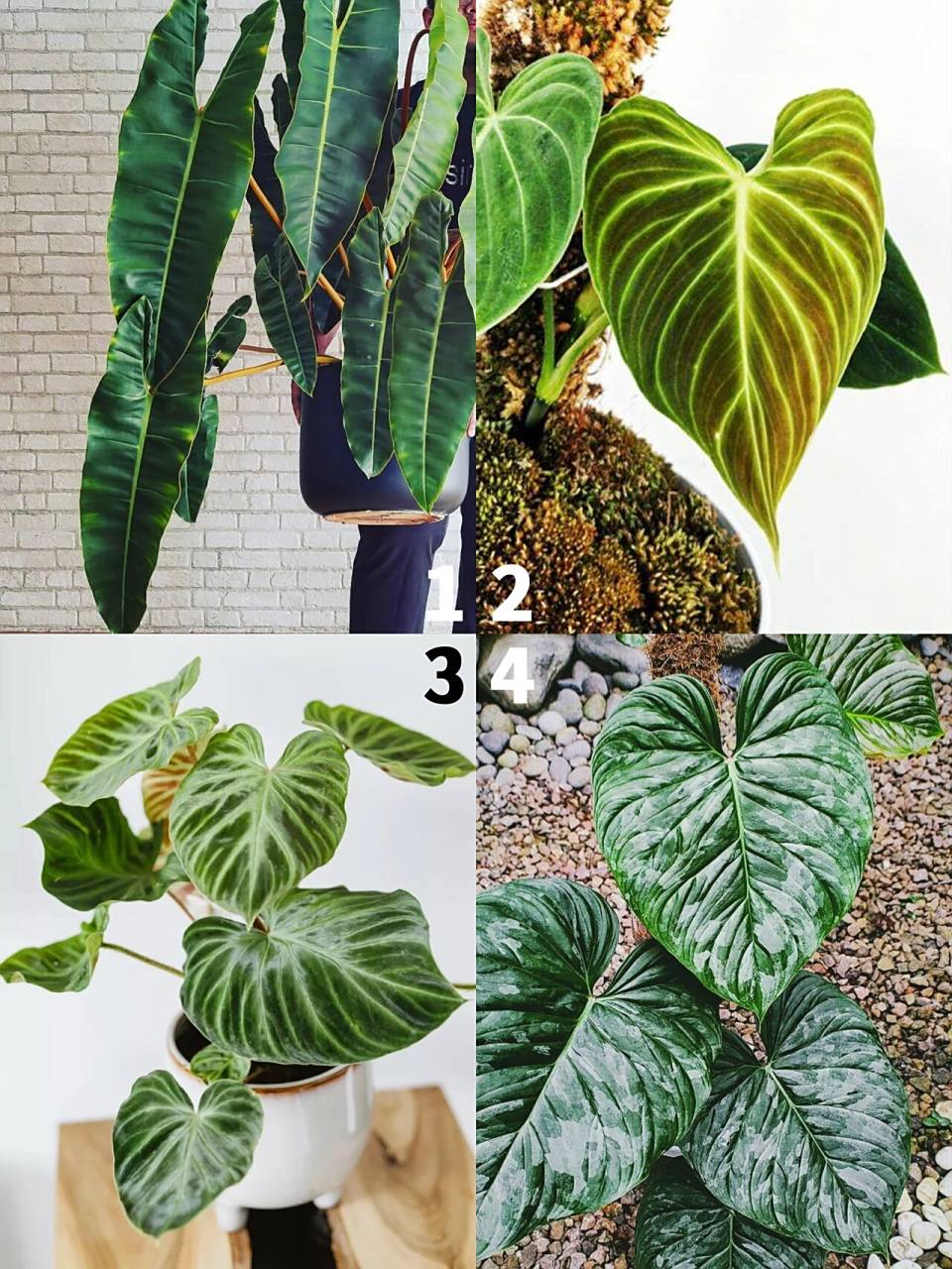 19个心形叶蔓绿绒品种图鉴 蔓绿绒属 1.  p.billietiae 2.  p.