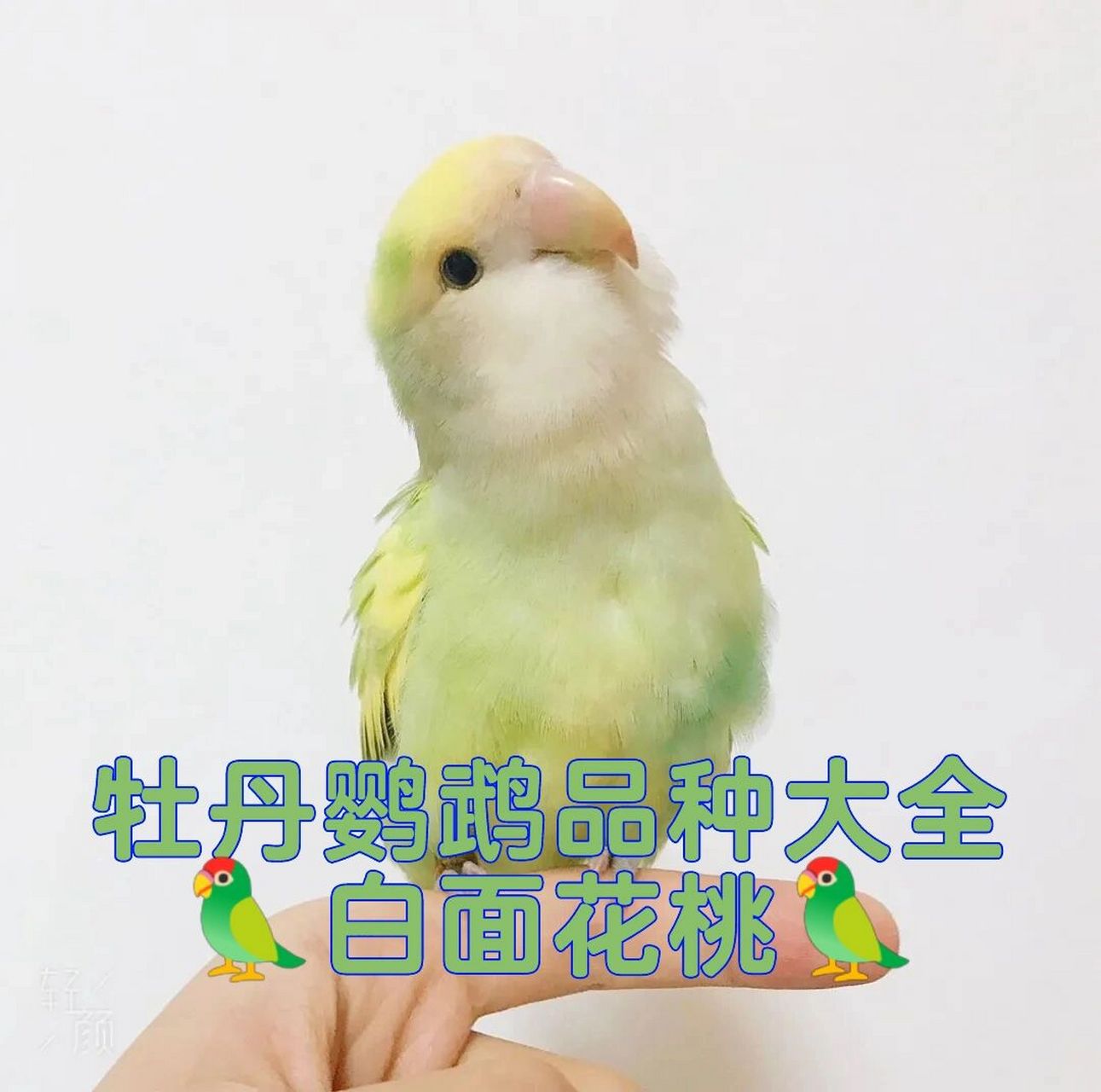 97牡丹鹦鹉品种大全971078白面花桃78 92牡丹鹦鹉品种颜色