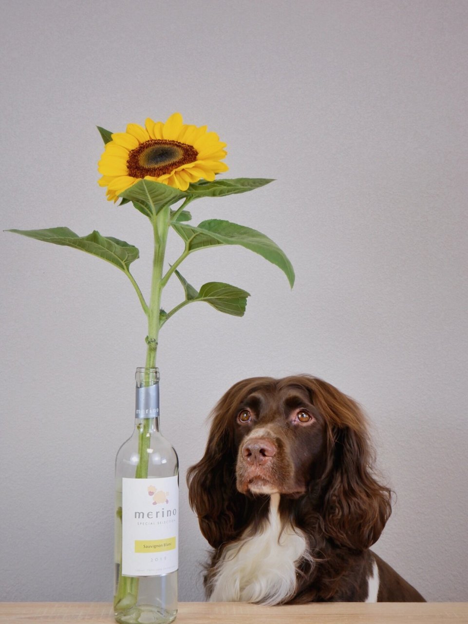 缉毒犬搜救犬-英国史宾格猎犬 大耳朵 长头发 中型犬 智商高 很友好