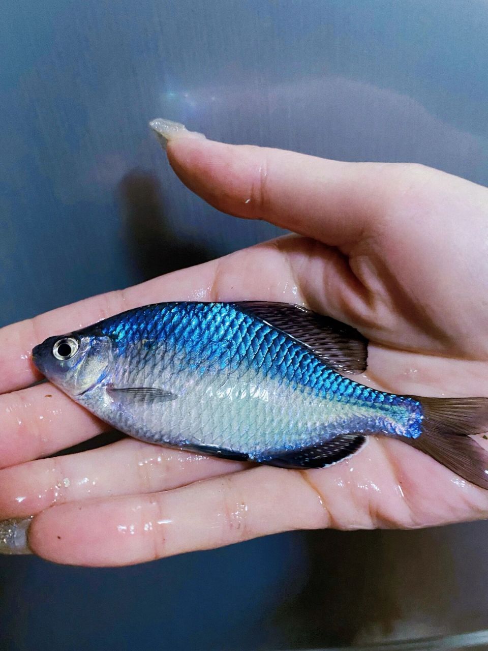 被这条冰蓝色的巨型鰟鲏惊艳到了 看到很多七彩色的