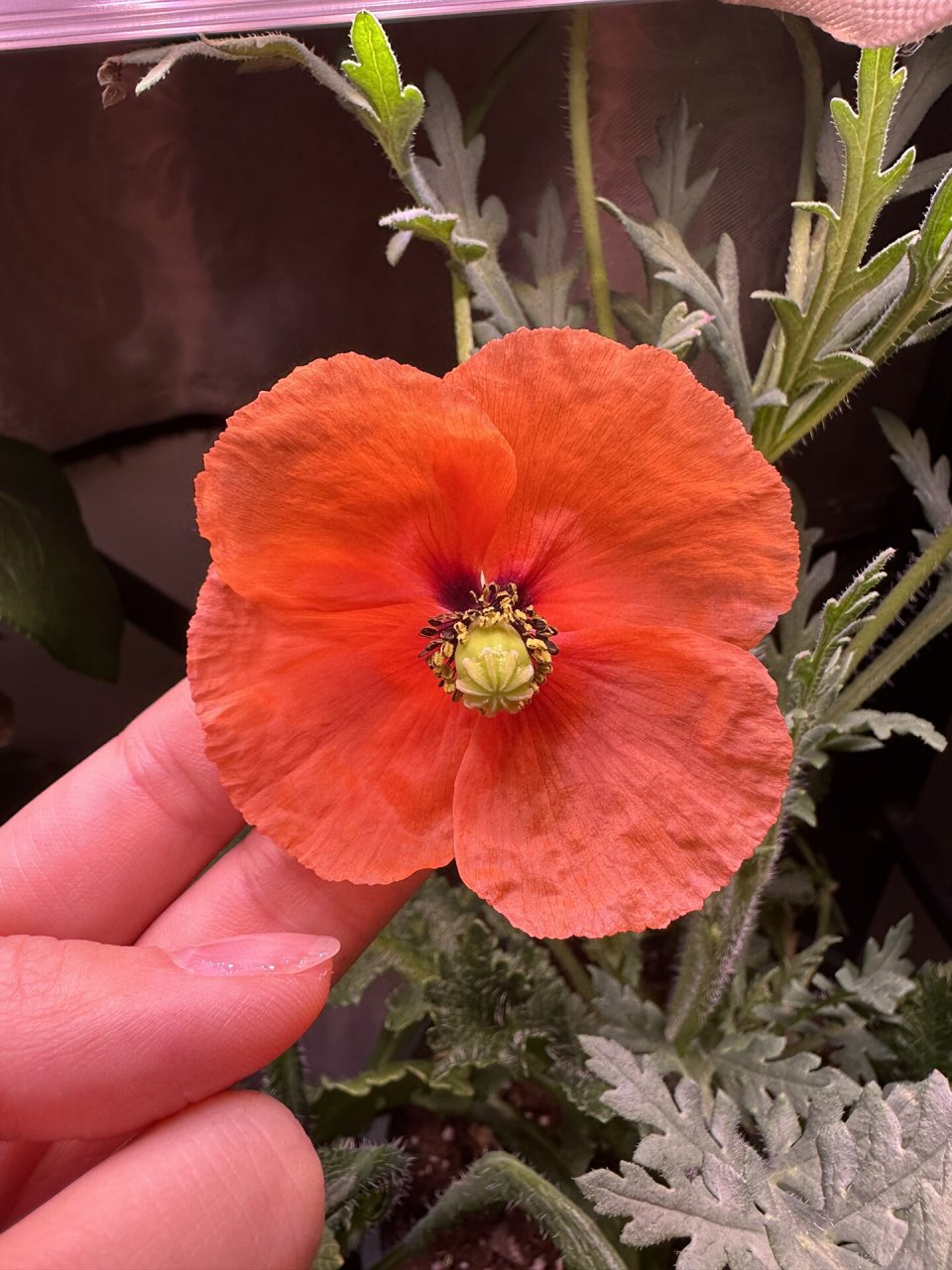 东方虞美人翻车啦!