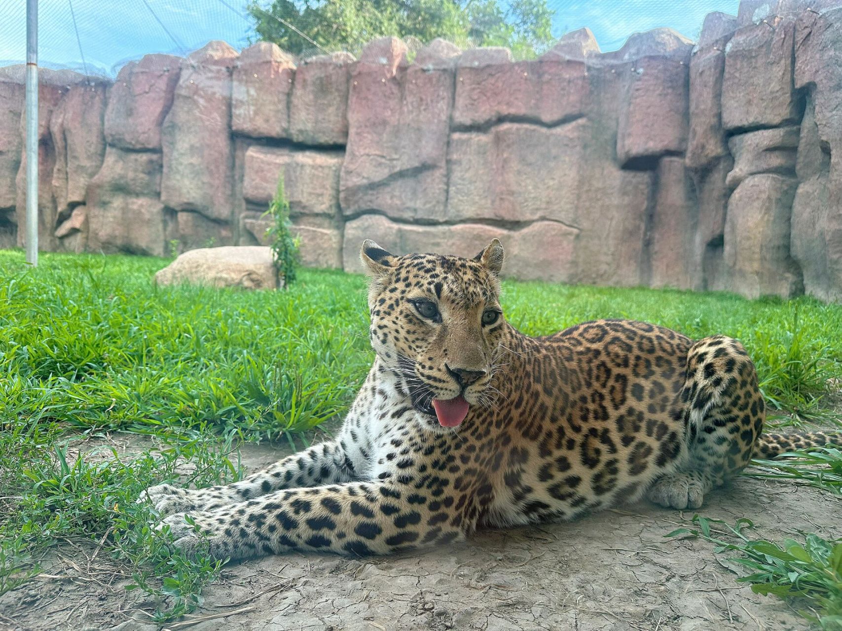 齐齐哈尔龙沙动物园 北京——呼伦贝尔自驾带娃第二站 龙沙动植物园