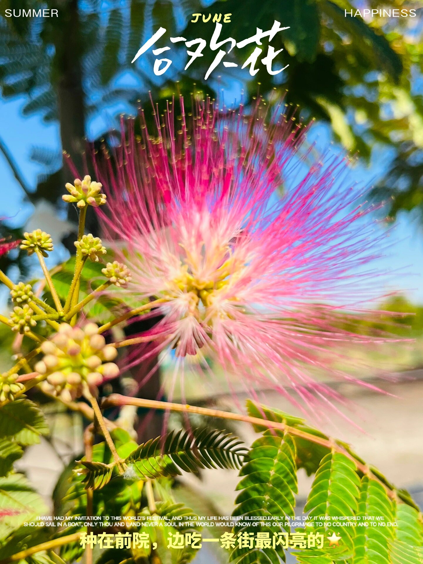 粉色花的合欢树前院就种她了