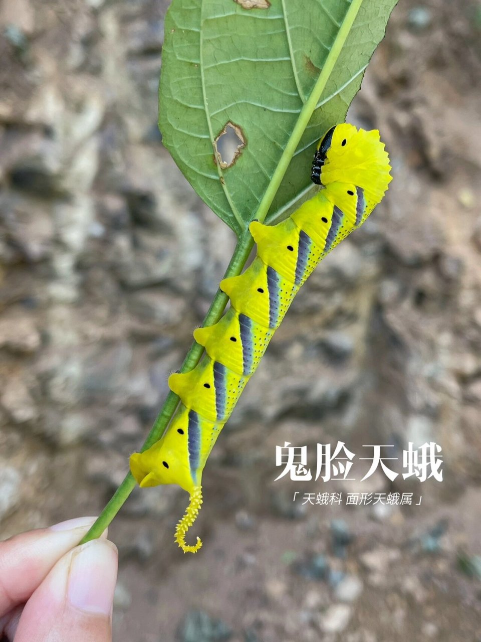 鬼脸天蛾的幼虫图片