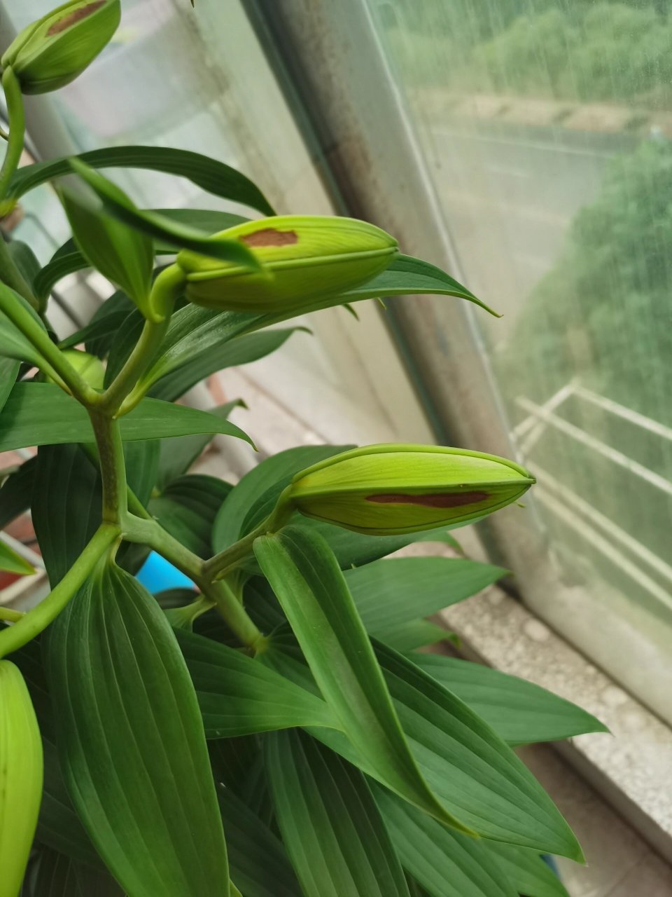 求助贴,百合花苞发黄是什么原因 前一天百合干了,叶子耷拉下来,晚上给