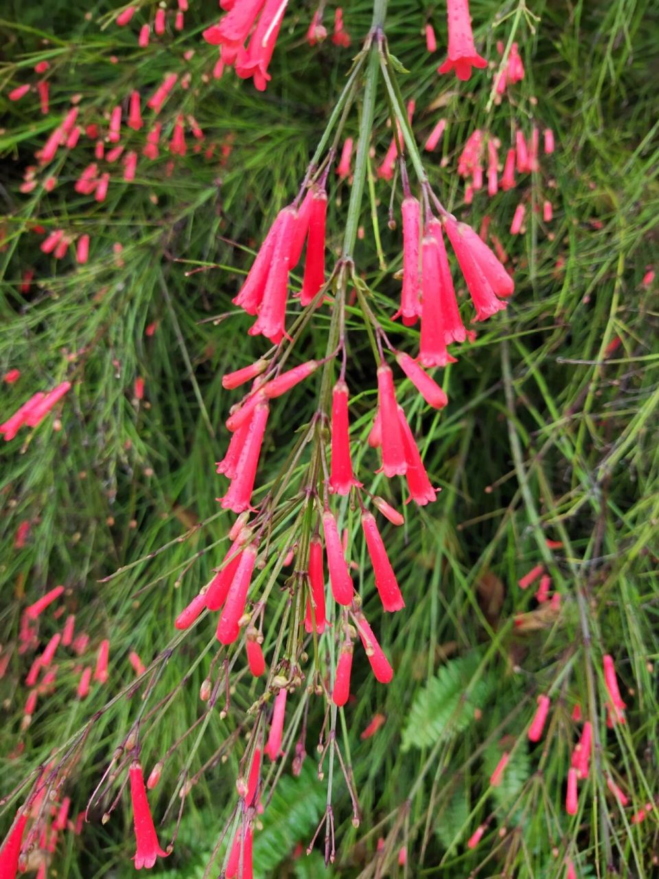 爆仗竹94 别称:吉祥草,炮仗竹. 花语:红红火火,辞旧迎新.