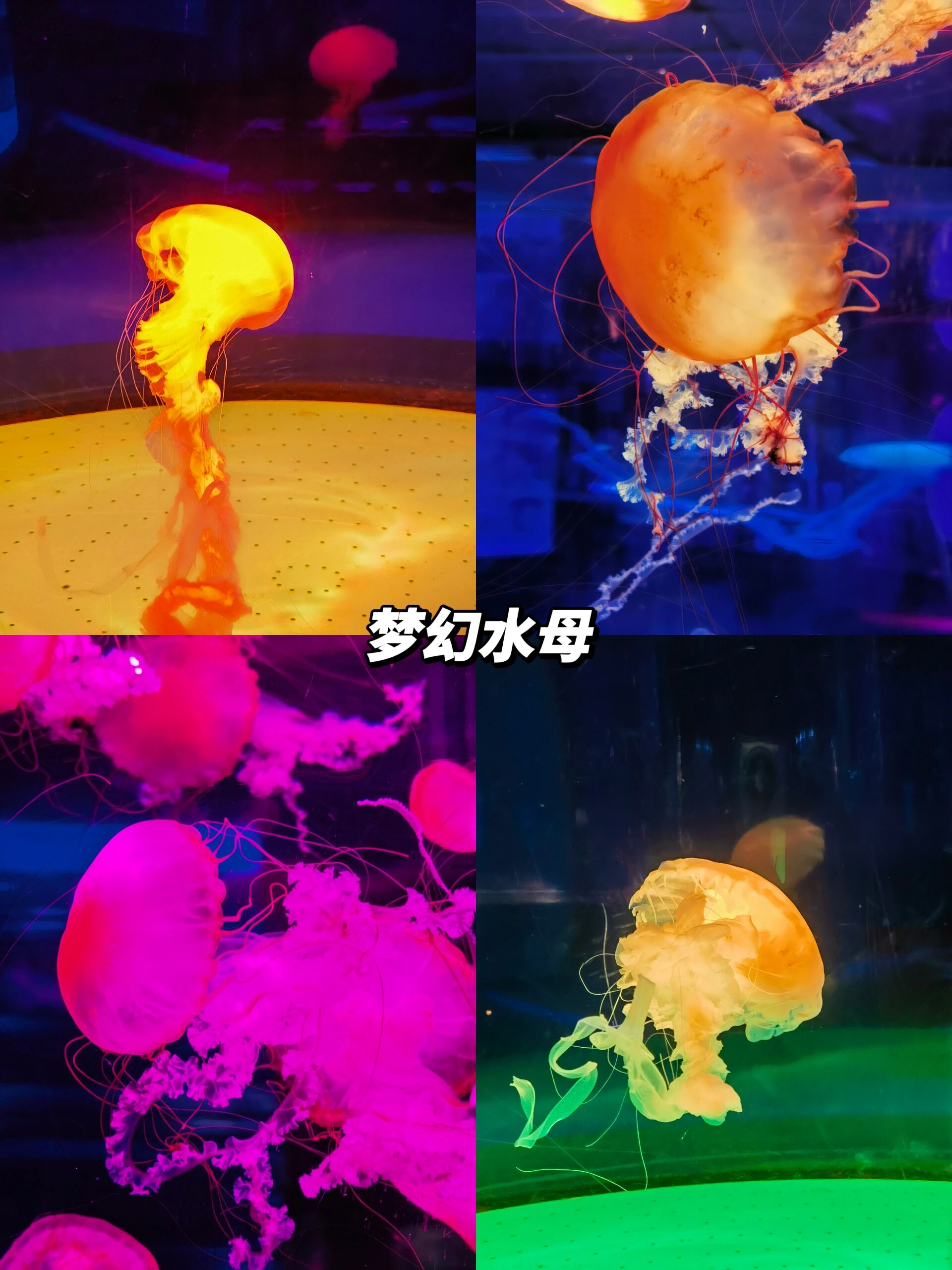 五一游玩推荐 | 福州左海公园海底世界95 南方的福州不仅有古色古香