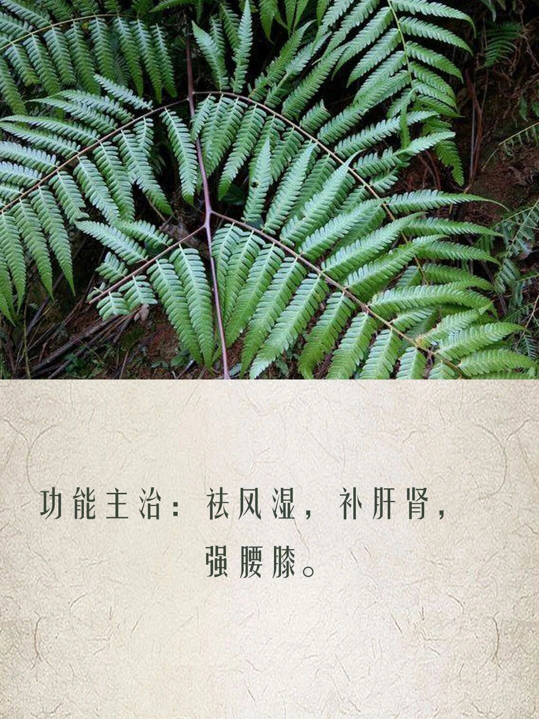 金毛狗草药功效图片