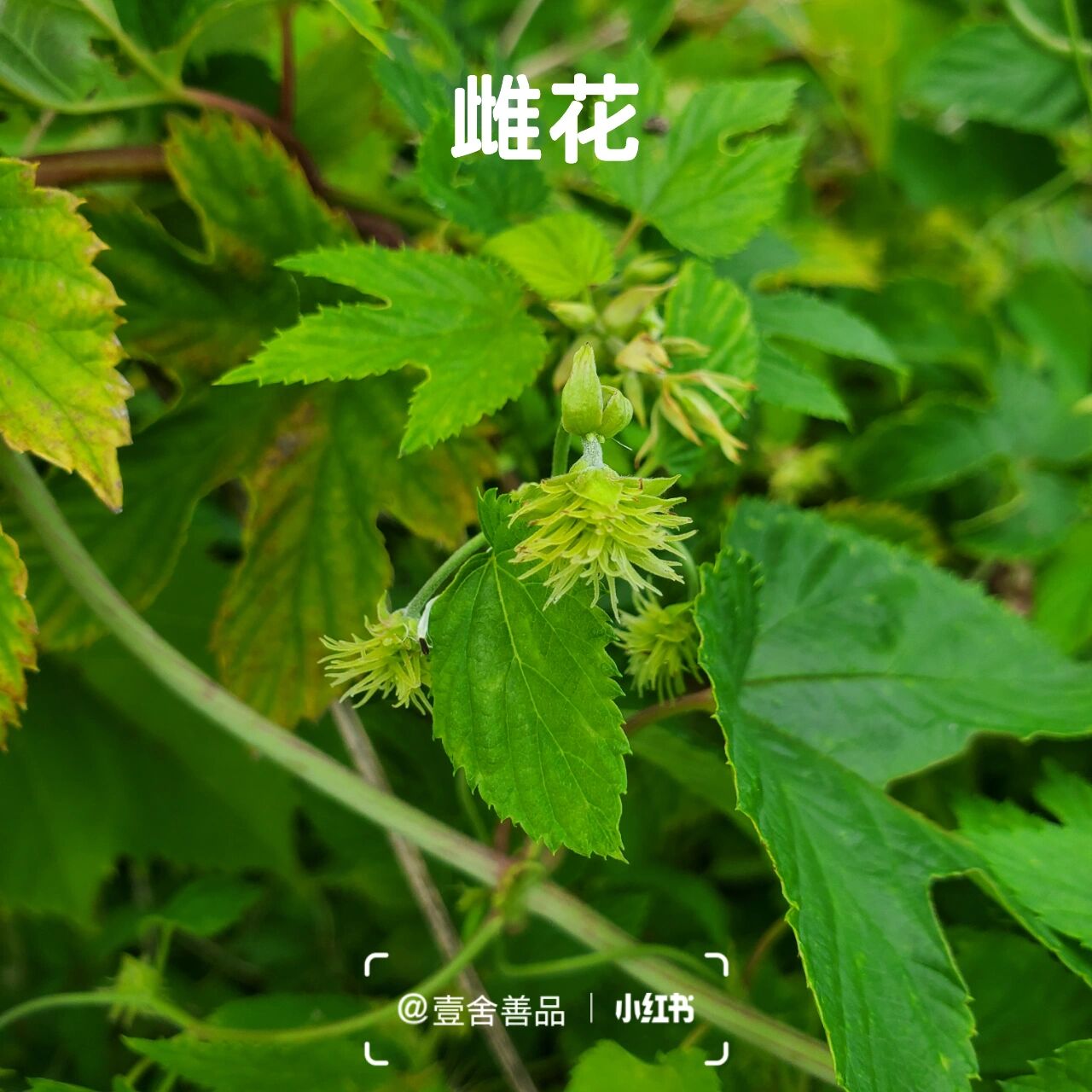 本草蛇麻 i 壹舍识草 集87 hops 61 或许你没见过蛇麻,但应该听过