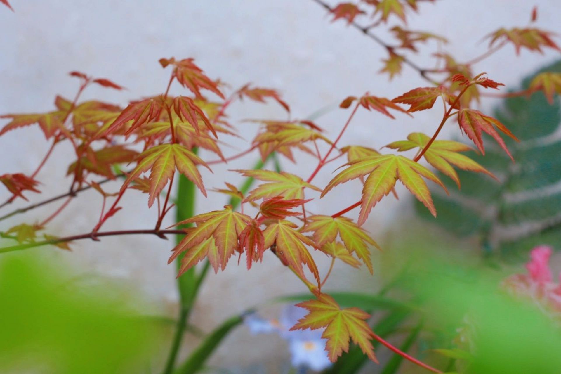 楓樹品種介紹(三)——茜 茜也是我很喜歡的一個品種,也是一個顏值超高