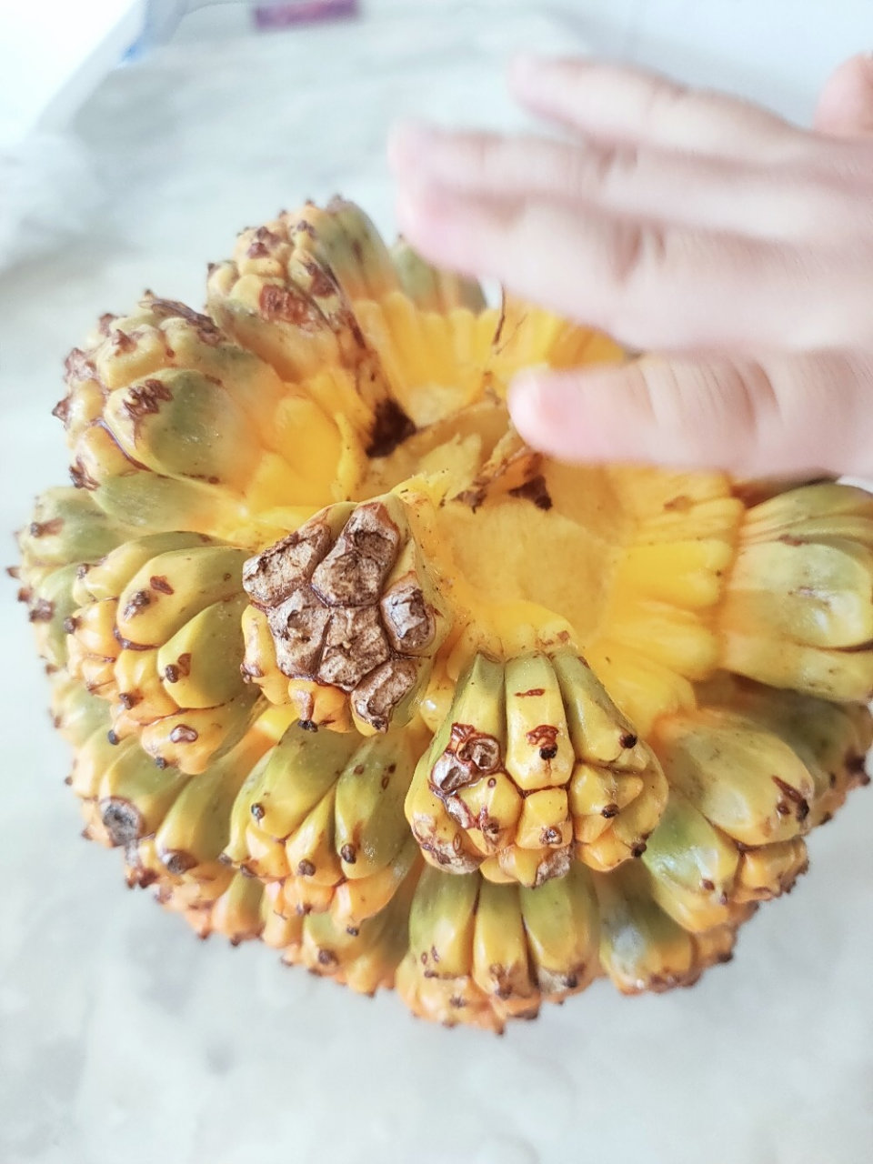 海菠萝 这东西能吃吗?还说是惠州当地特产,感觉交了智商税