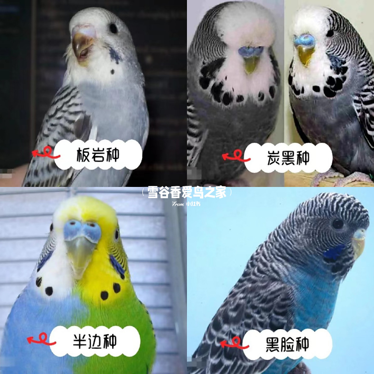 虎皮鹦鹉品种大全!新手轻松分辨!