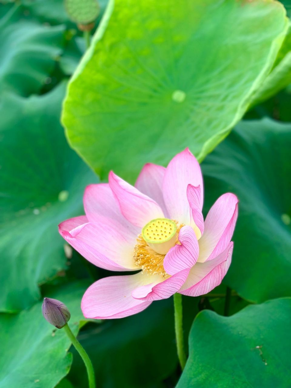 昆明周边-澄江悦莲庄园看最美莲花03 93接天莲叶无穷碧,映日荷花