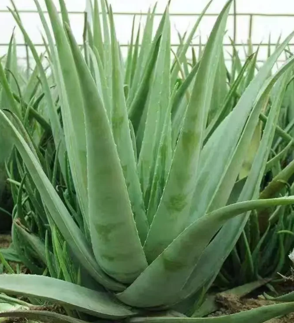 芦荟只有保湿作用,无法帮助烫伤皮肤消炎,所以不能用来治烫伤