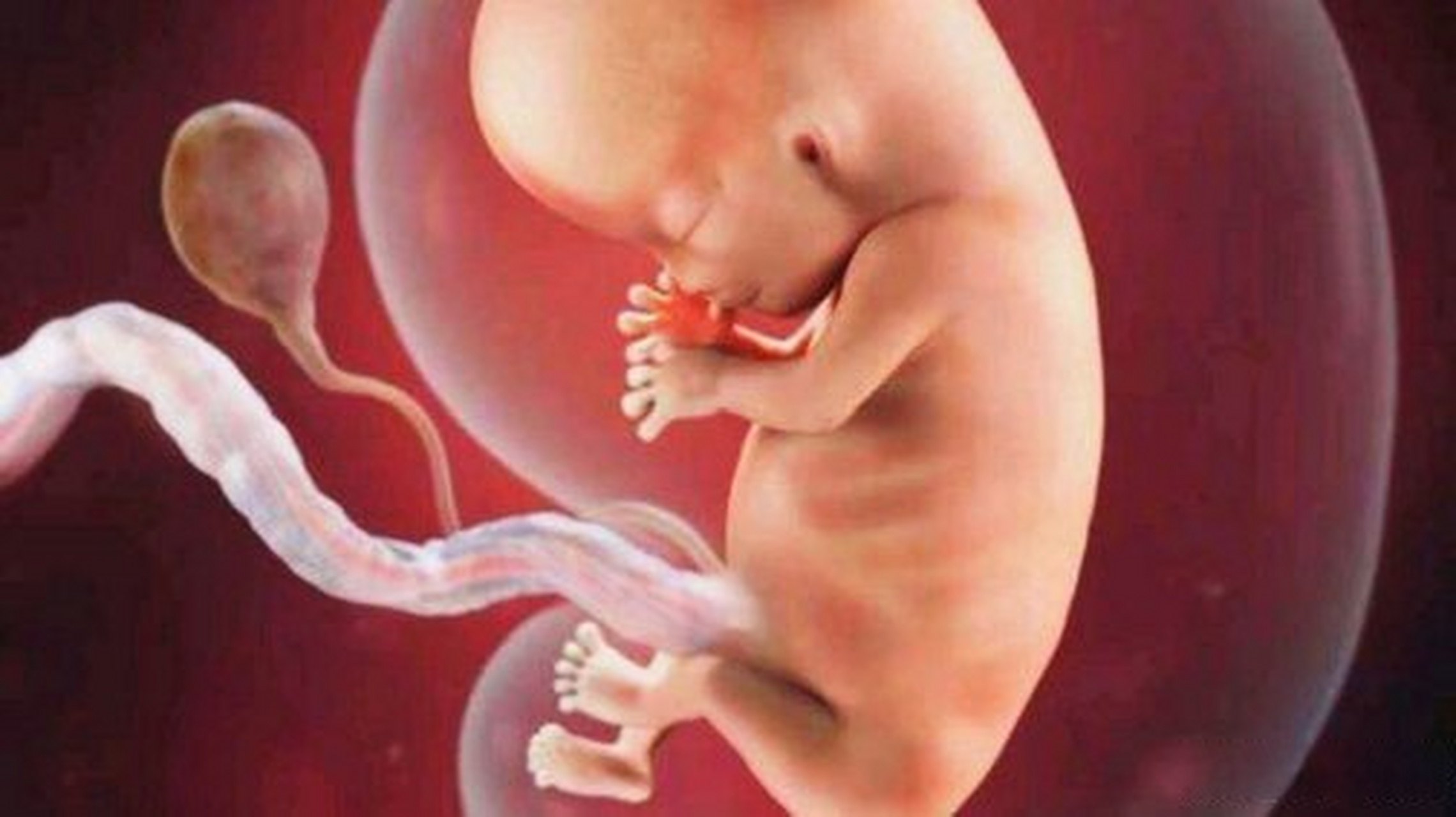 五个月的胎儿图片真实图片