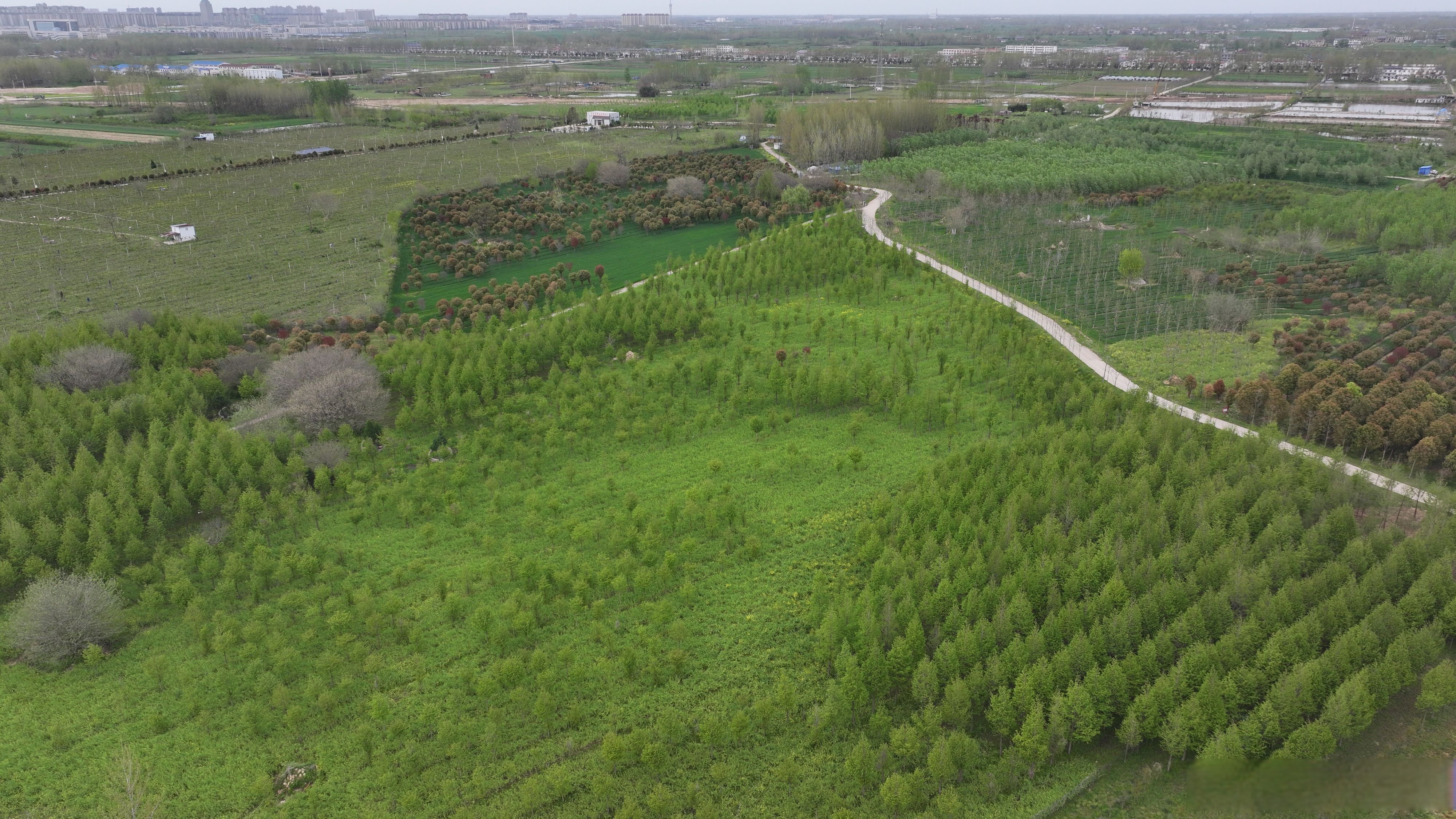 【息县:淮河岸畔桐花开 绿色经济促发展】走进河南省信阳市息县新铺