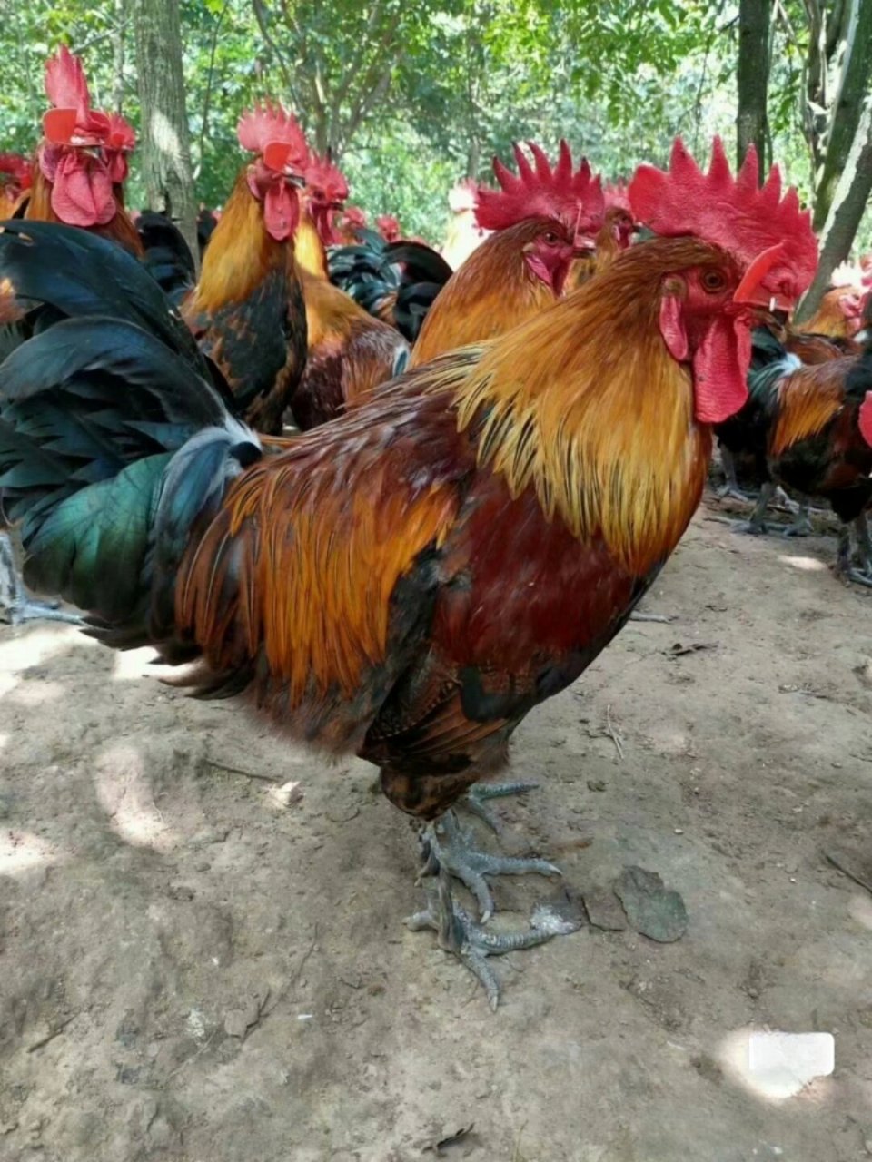 正宗脱温黑瑶土鸡苗纯种广西南丹瑶山鸡半大红瑶土鸡四川贵州云南农村