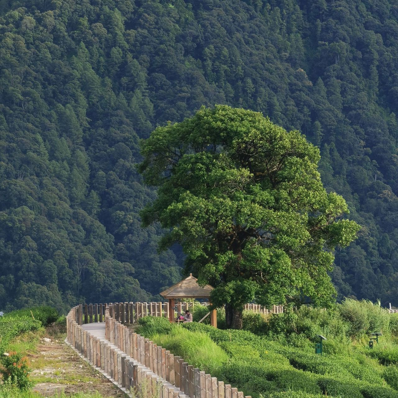墨脱 格林村 莲花观景台 暑假来打卡墨脱 的网红莲花观景台,风景优美