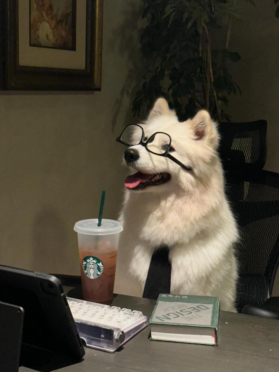 萨摩耶# #狗狗日记# #狗狗日常# #狗狗头像# #狗狗上班# #狗狗戴眼镜